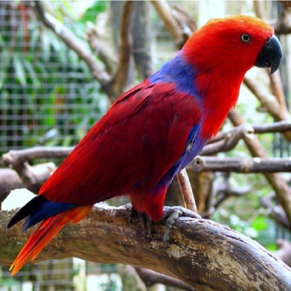 Buy Solomon Island Eclectus Parrots For Sale Online
