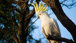 Sulphur Crested Cockatoo For Sale Online