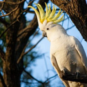 Sulphur Crested Cockatoo For Sale Online