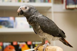 Timneh African Grey Parrot For Sale Online