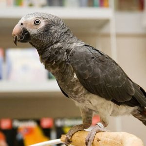 Timneh African Grey Parrot For Sale Online