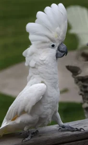 Umbrella Cockatoo For Sale Online