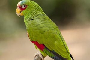 White Fronted Amazon For Sale Online