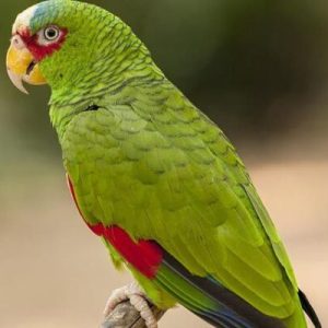 White Fronted Amazon For Sale Online