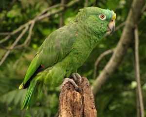 Yellow Crowned Amazon For Sale Online
