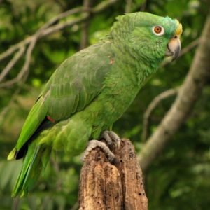 Yellow Crowned Amazon For Sale Online