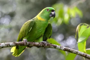 Yellow Naped Amazon For Sale Online