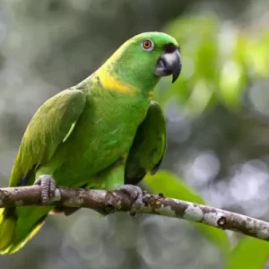 Yellow Naped Amazon For Sale Online