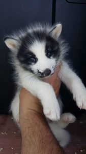 Baby Marble Fox - Image 2