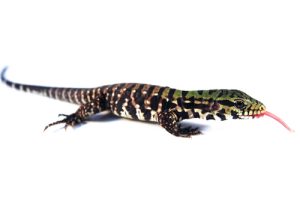 Argentine Black and White Tegu for Sale