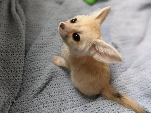 Baby Fennec Fox