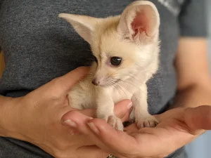 Baby Fennec Fox - Image 2