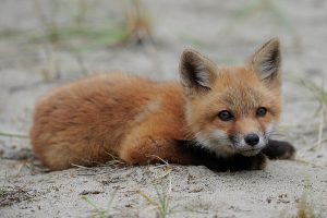 Baby Red Fox - Image 2