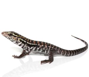 Baby Anery Red Tegu