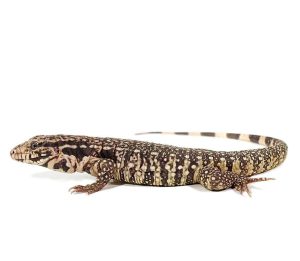 Baby Paraguayan Red Tegu