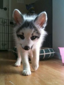 Baby Marble Fox