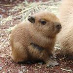 Baby Capybara