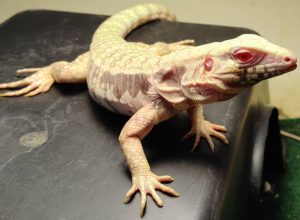 Baby Albino Blue Tegu