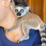 Baby Ring Tailed Lemur - Image 2