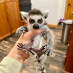 Baby Ring Tailed Lemur - Image 3