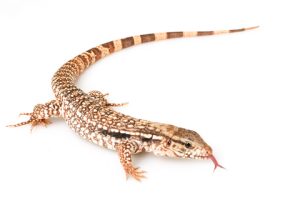 Argentine Red Tegus