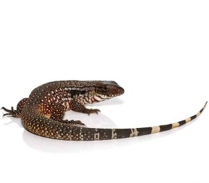 Snowmaker Tegu