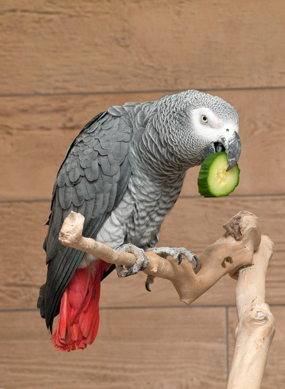 Meet the Timneh African Grey Parrot: A Charismatic Companion