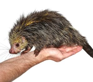 Black Tailed Hairy Dwarf Porcupine Pair