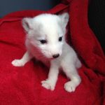 Baby Silver Fox - Image 3
