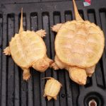 Albino Snapping Turtle for Sale