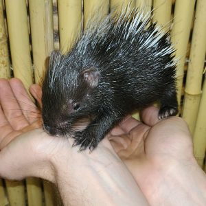 African Crested Porcupine For Sale