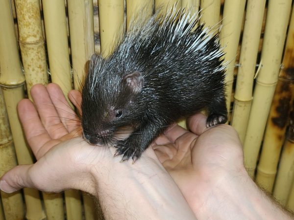 African Crested Porcupine For Sale