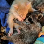 Albino Raccoon For Sale