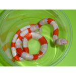 Albino Sinaloan Milk Snake for Sale