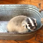 American Badger Cub For Sale