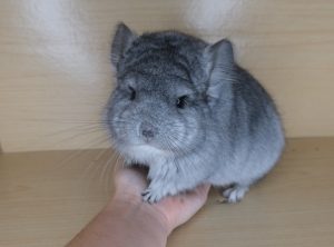 Angora Chinchilla For Sale