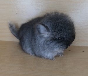 Angora Chinchilla For Sale - Image 3