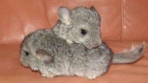 Baby Chinchilla For Sale - Image 3