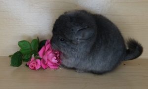 Angora Chinchilla For Sale - Image 6