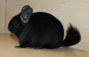 Baby Ebony Chinchilla For Sale