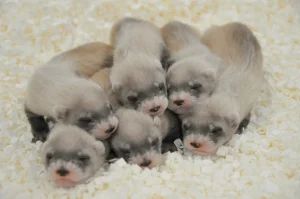 Baby Ferret For Sale