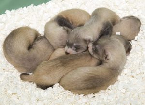 Baby Ferret For Sale - Image 2