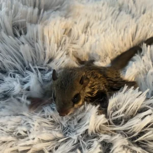 Baby Flying Squirrel For Sale
