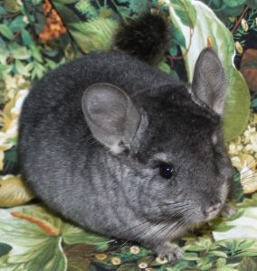 Baby Hetero Ebony Chinchilla For Sale