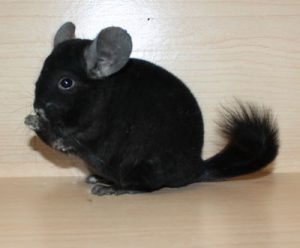 Baby Homo Ebony Chinchilla For Sale