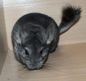 Baby Light Ebony Chinchilla For Sale