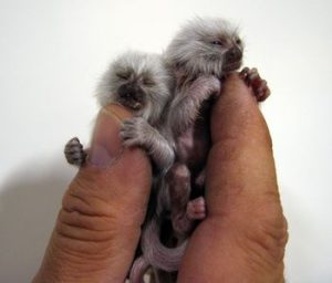 Baby Spider Monkey For Sale
