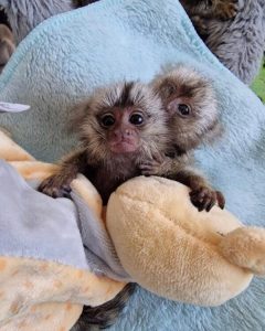 Baby Spider Monkey For Sale - Image 2