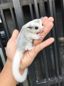 Baby Sugar Glider For Sale - Image 2