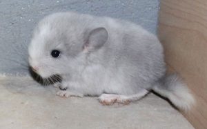 Baby White Violet Chinchilla For Sale